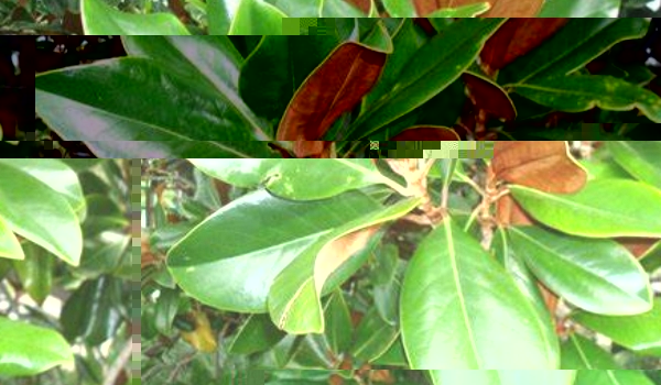 南方木兰花叶子