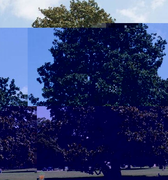 南方木兰花树干